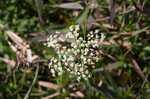 Stiff cowbane